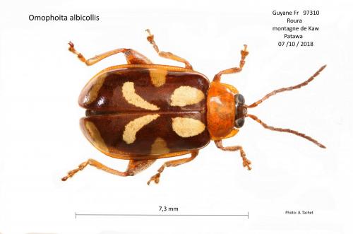 Omophoita albicollis